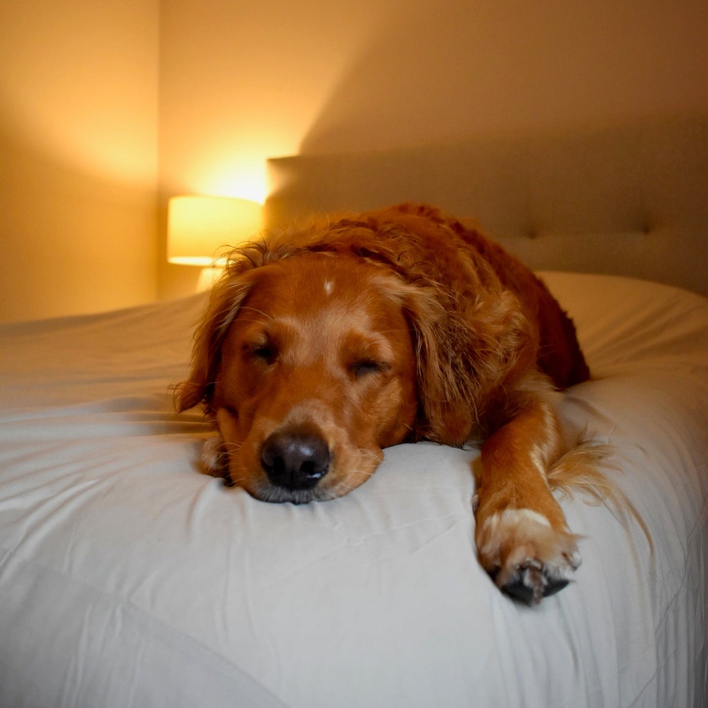 Pet-Proof Bed Cover