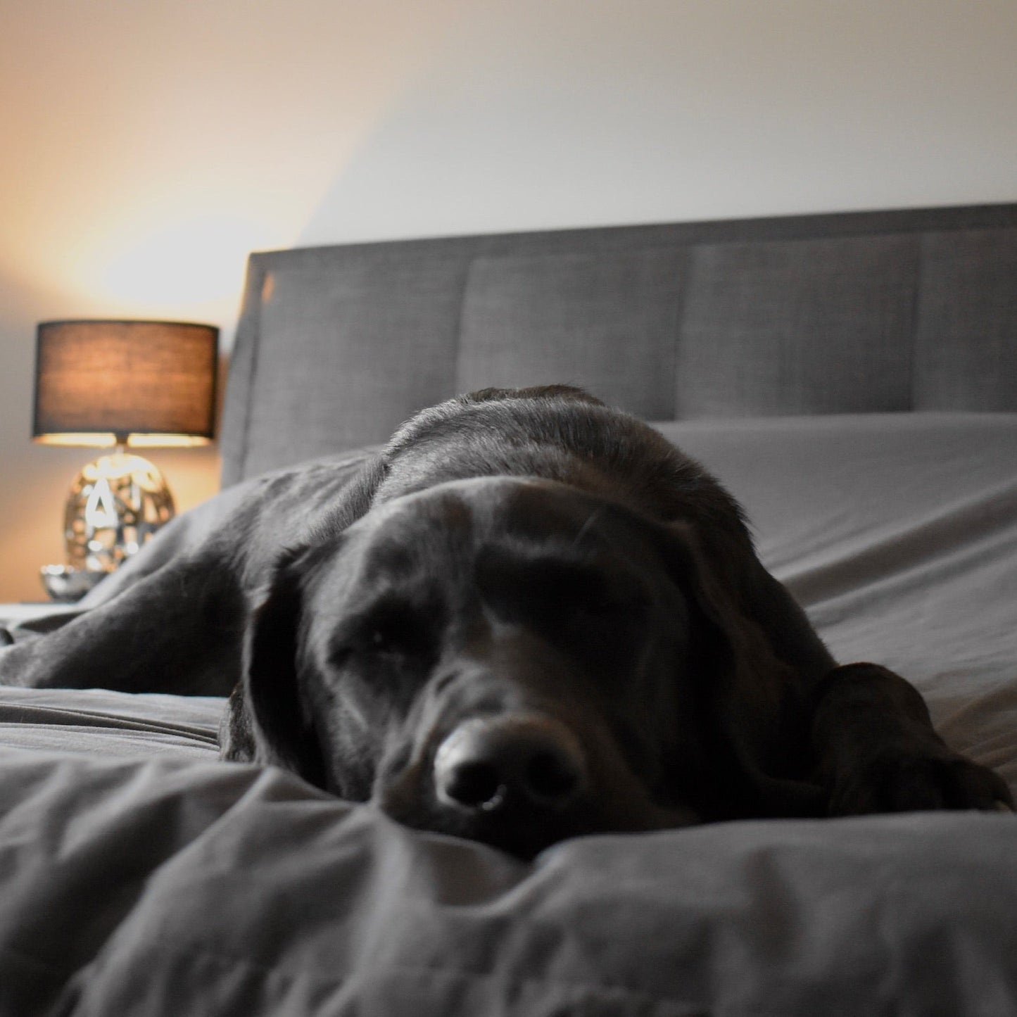 Pet-Proof Bed Cover