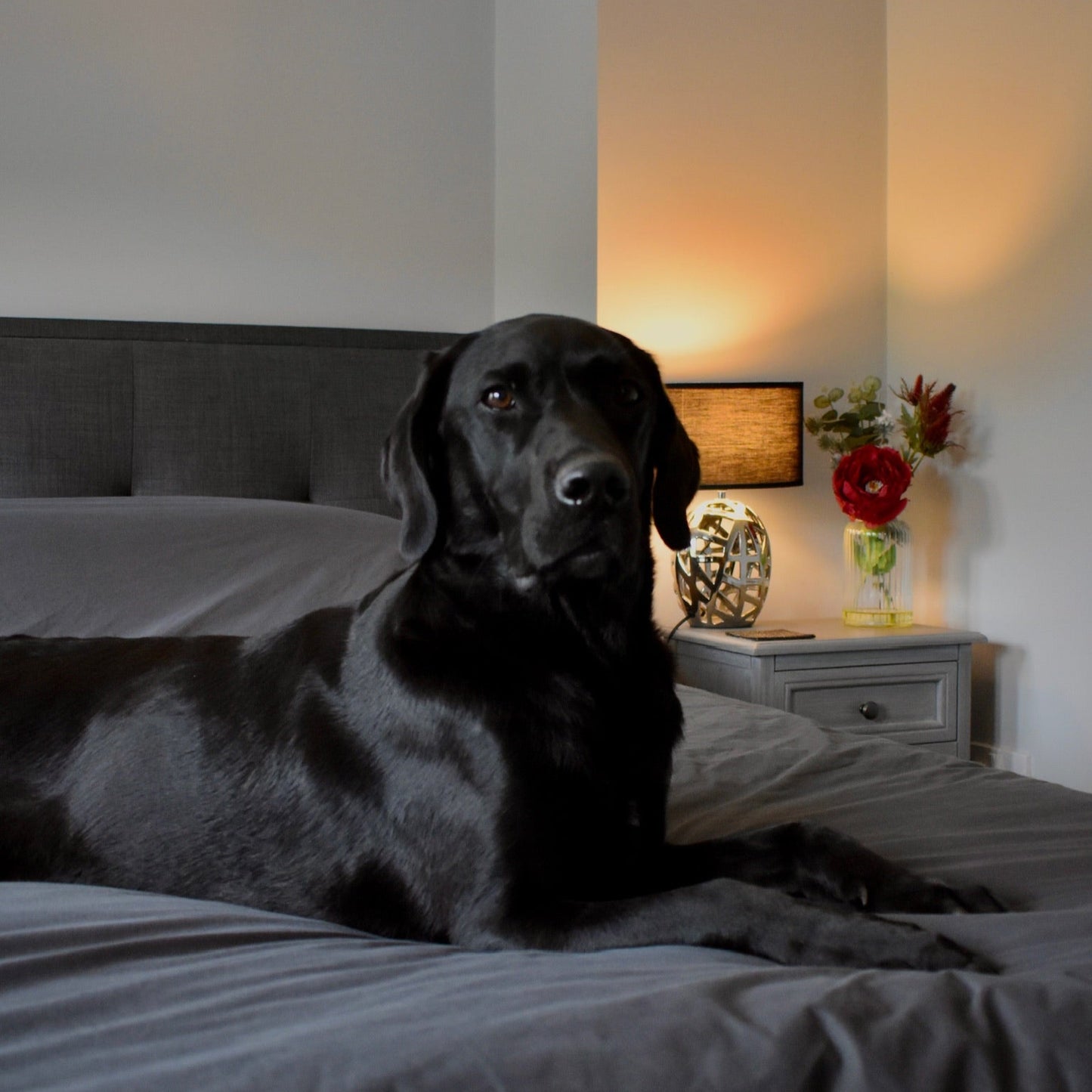 Pet-Proof Bed Cover